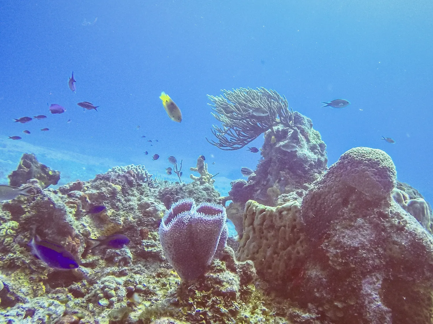 Coral reef and tropical fish in a protected Mexican Caribbean national marine park