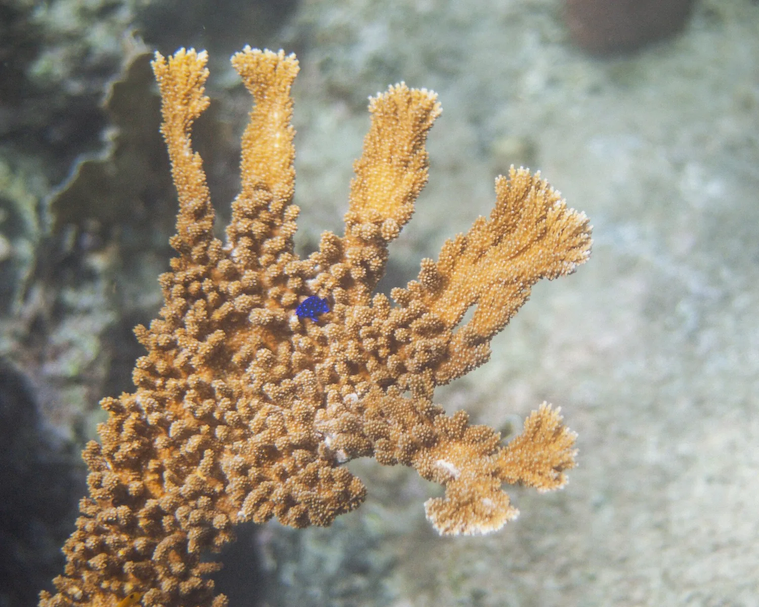 Elkhorn coral with a yellowtail damselfish on a Caribbean reef like Puerto Morelos