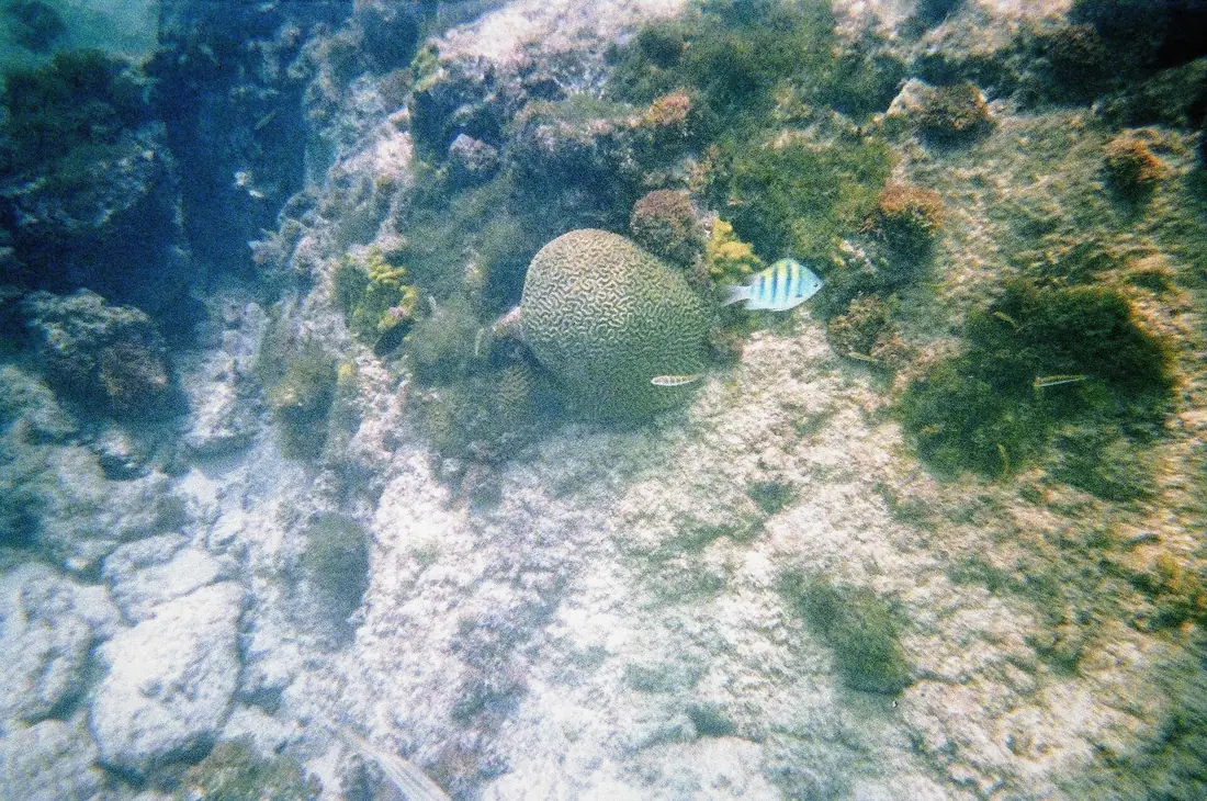 Brain coral and sergeant major fish like those over the Cancun reef stops, Mexico