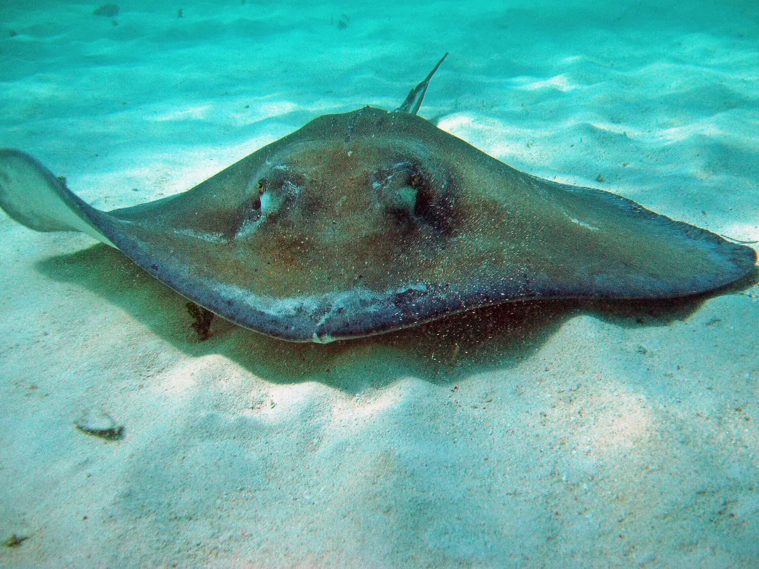 Southern stingray resting on sandy Caribbean seafloor seen while snorkeling in Mexico