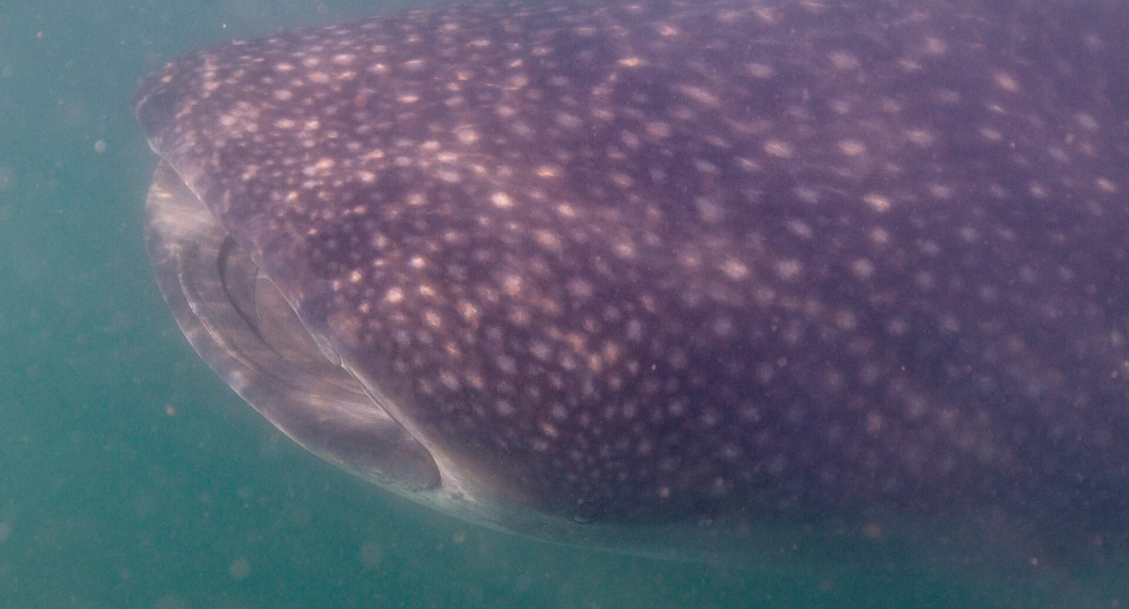 Whale shark swimming near the surface in Baja California, Mexico